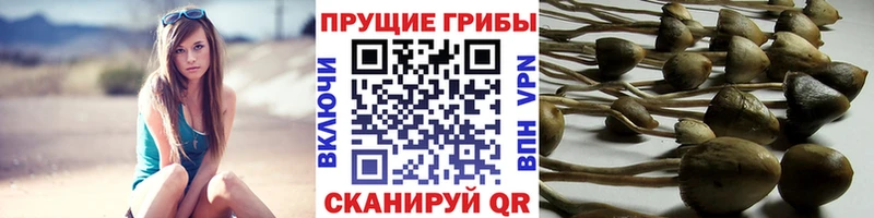 Галлюциногенные грибы GOLDEN TEACHER Фокино